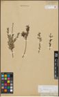 Foto von Salix repens subsp. incubacea (L.) A. Neumann